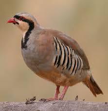 Chukar Partridge Image