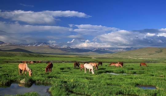 Deosai National Park