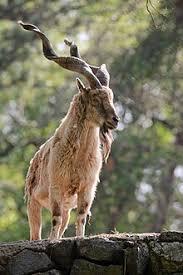 Markhor Image